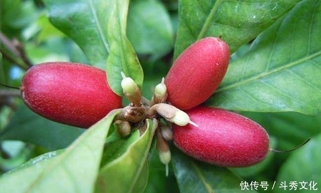 排毒养颜|对女人最好的水果,每天当零食吃几颗,淡化色斑,脸色更红润