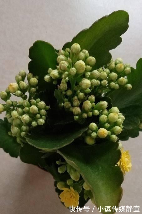 花友们|长寿花剪一刀,理个小平头,株型矮壮开花多
