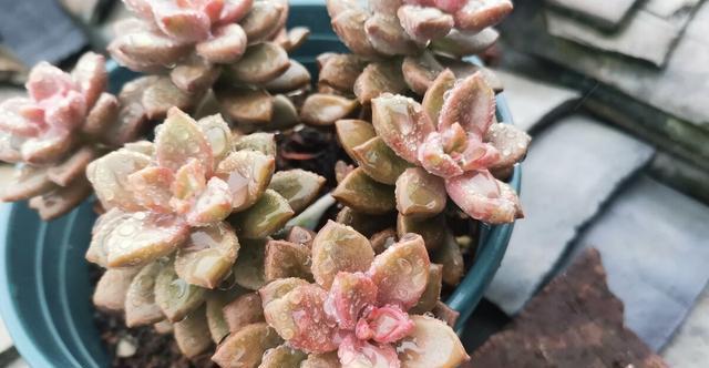 夏季|多肉里的普货也能养出好状态,以下普货多肉,好养易出状态