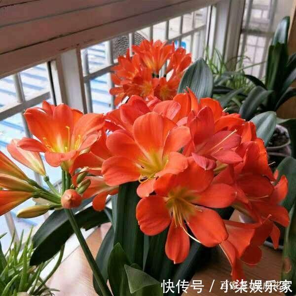 花苞|马上过年，君子兰出来花苞没有开，三个小方法，让它快速开花