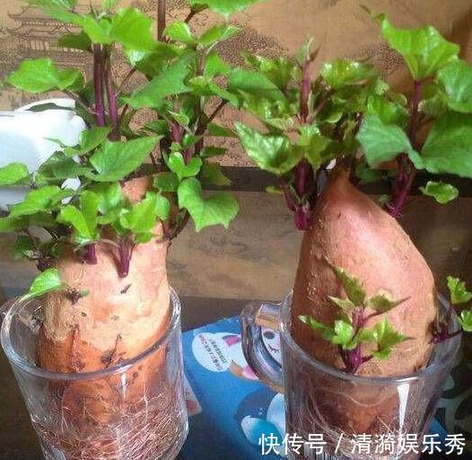 植物烂根用什么消毒