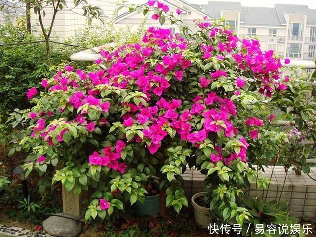 月季|这“4种花”，耐高温，开花多，种在屋顶、露台，开成漂亮小花园