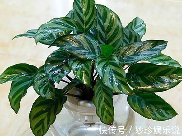 就这5种花，不能晒太阳，一不小心就晒死，不妨你就试一试