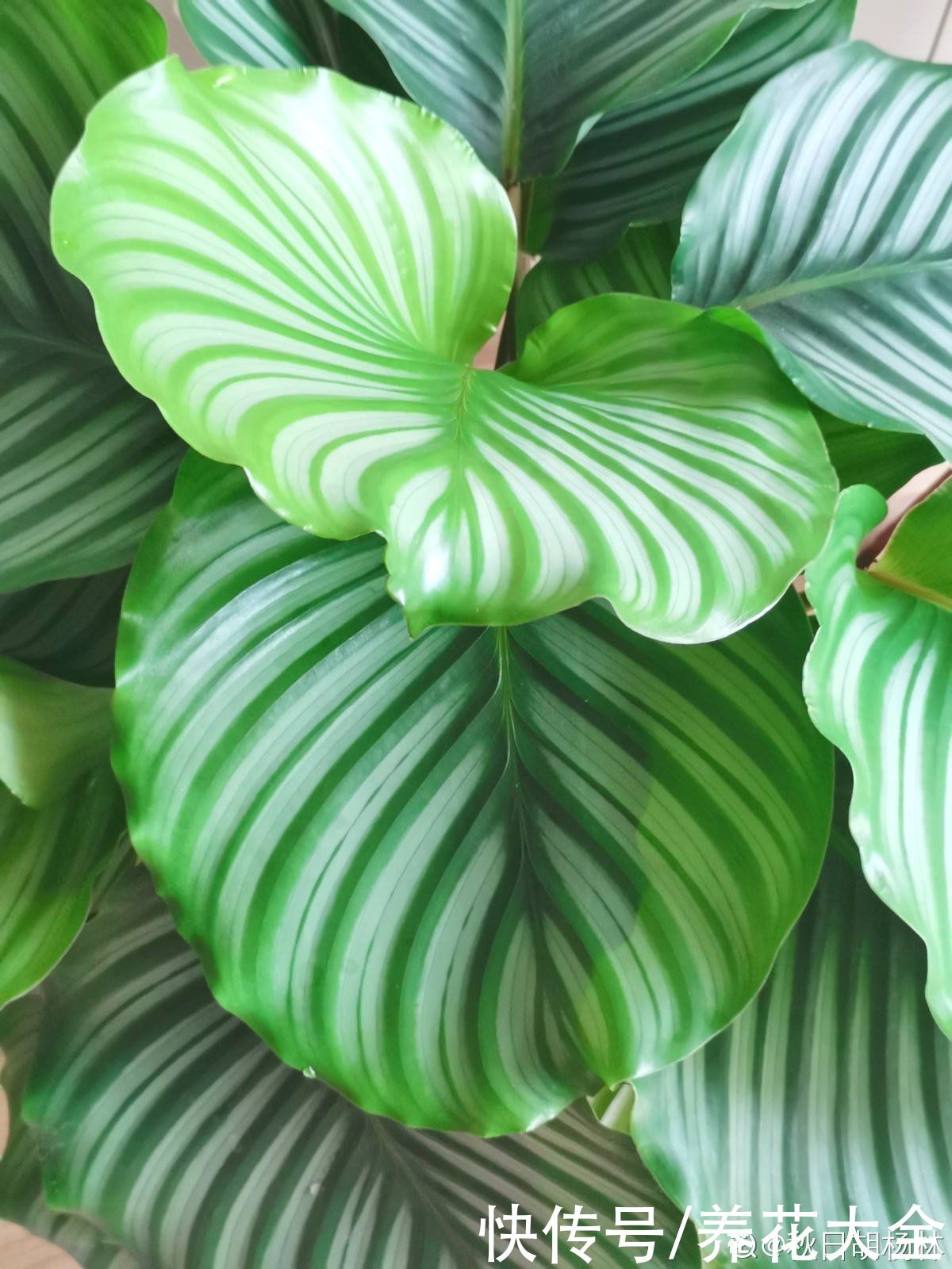 花花|最像青苹果的绿植，这5步做好，打造室内“青苹果乐园”