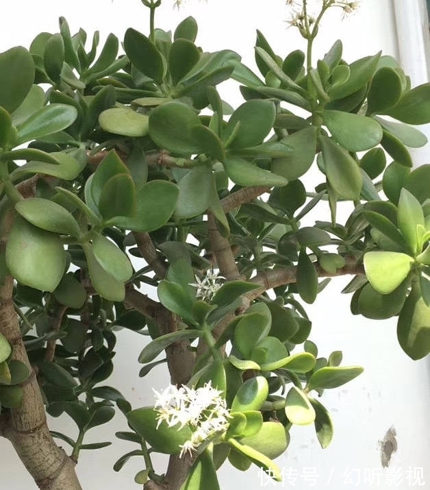 冬天养玉树,做好2点,枝肥叶壮、杆子壮实、绿意盎然