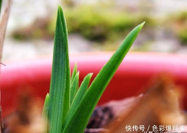 老农|兰花到底是先生根?还是先发芽?看看老农怎么说