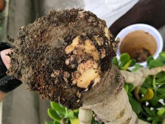 蟹爪兰|长寿花换盆，切忌越换越大，一直用小盆养才好！