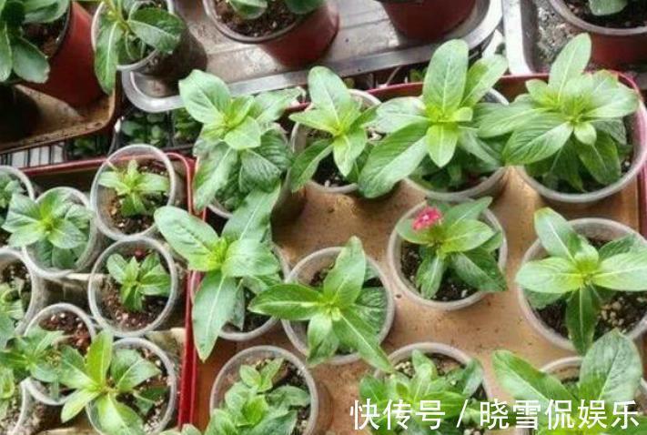 3种花别再花钱买,讨个枝条插土里,15天就能长新芽