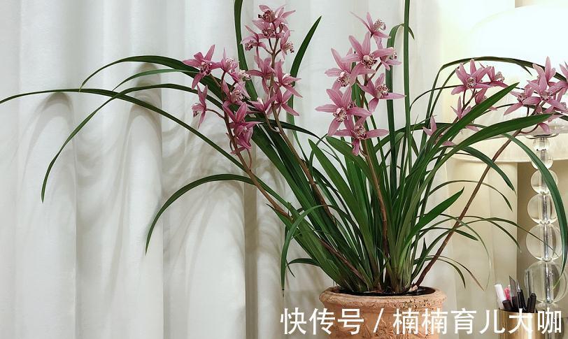 兰花缺“肥”会出现的症状,早点知道才能早“下药”,救命!