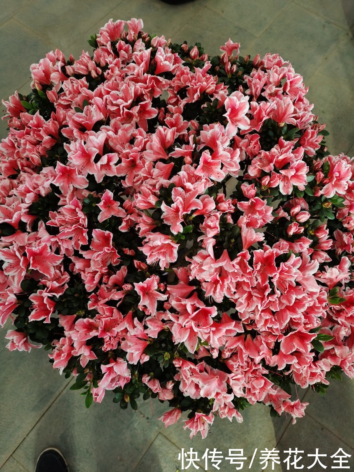 家里面养6种守家树，开花红红火火，一年到尾都有好兆头