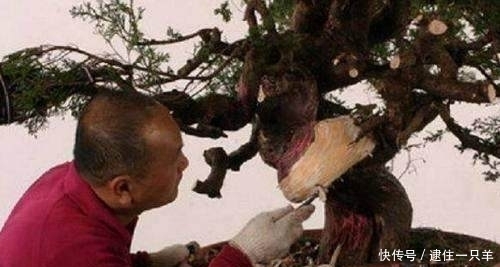 柏树做盆景有5大优势,养护需注意这4点!