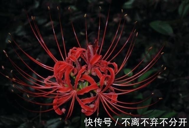 最有传奇意义的一种花草,它亦正亦邪,被称为邪恶与神圣的象征