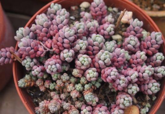 盘点最容易爆盆的3种多肉,养肉老花农详细给你讲!