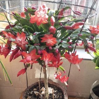 根系|花盆里撒一把鸡蛋壳,作用真厉害,不生虫不黄叶,叶绿根壮爆满盆