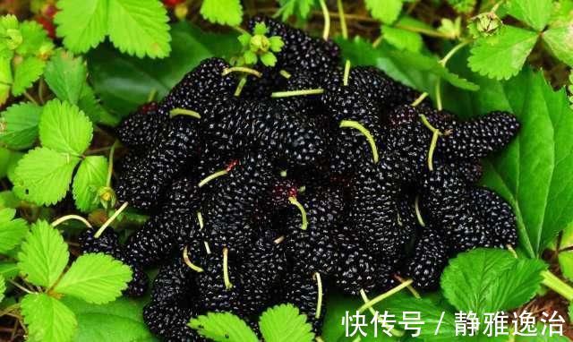 柿饼|“天然黄体酮”找到了，女人经常吃一点，通乳散结，皮肤更白嫩！