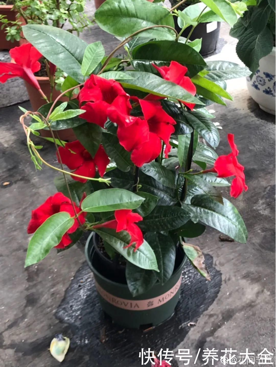 飘香藤|晒不死、热不死的花,越晒花越多,越热长越快