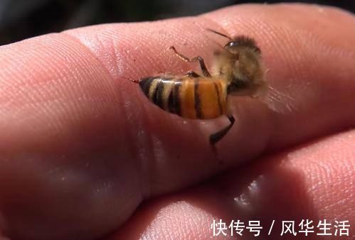 蜂毒能以毒攻毒|蜂毒能以毒攻毒,消灭癌细胞?最新研究结果,告诉你事实真相