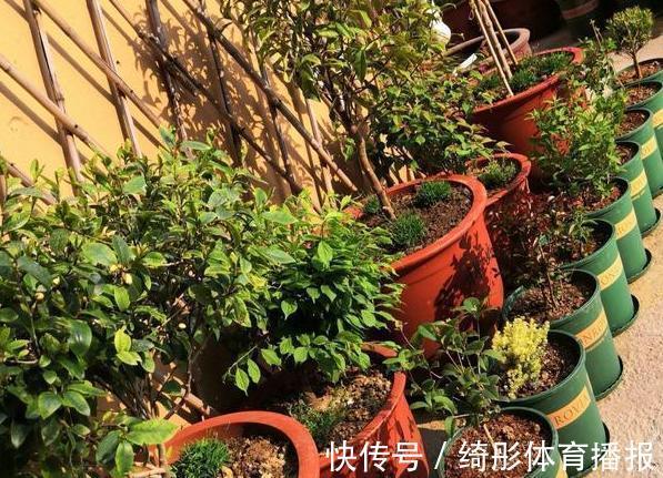 用啥水浇花长得快、开花多、虫害少?3个妙招,省时省钱又省力