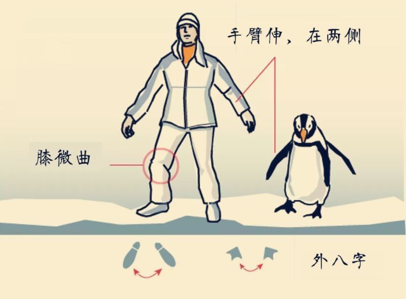 雨雪天教大家向企鹅学防跌倒的走路姿势|健康科普 | 老年人