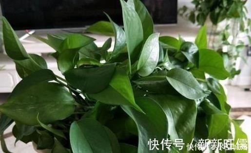 光照|家庭养绿萝，学会最“实用”的方法，叶片绿得滴油，疯长不停！