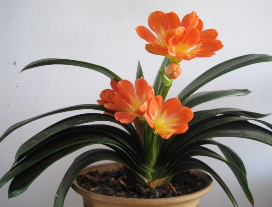 秋养君子兰，做好“施肥”与“换盆”，根系健壮，安稳过冬不是事