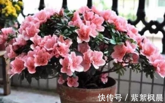 4种花是“爆盆能手”,好养漂亮,个个花开满盆,人见人爱!