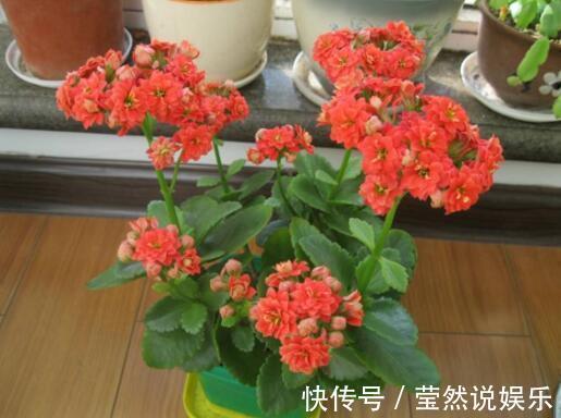 虎皮兰|张先生“别的花”不养,只养此“4种”,难怪他家“越过越好”!