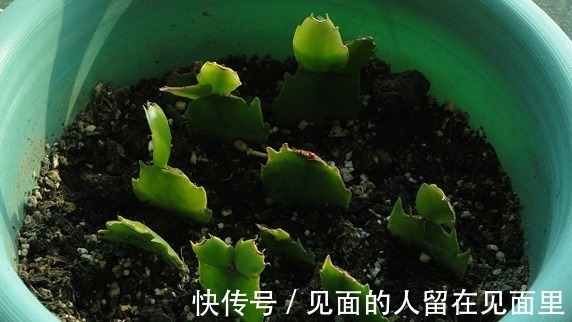 蟹爪兰开花少,两句话就搞定,一连开花几个月,开到爆盆