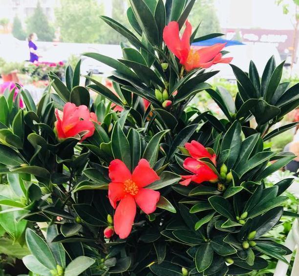 养茶花、杜鹃花，不懂得这4方面需求，盆栽成活、开花难度极高