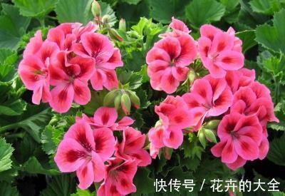 施肥|天竺葵不开花怎么办,注意4个方面天竺葵就能很快开花了