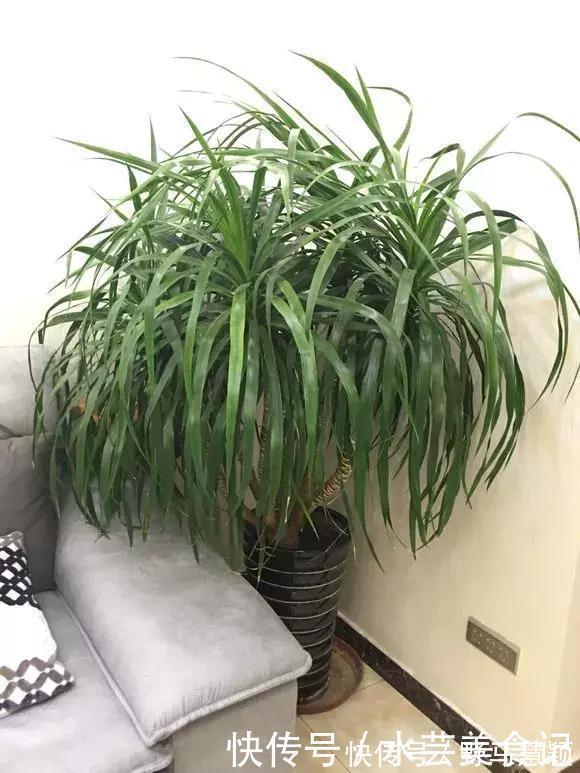 吊兰|这6种花是“天然净化器”,家中养1盆,潜伏的甲醛也会吸干净!