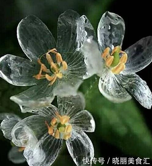 世界上最稀奇古怪的花儿,大多数人连一种都没见过,漂亮