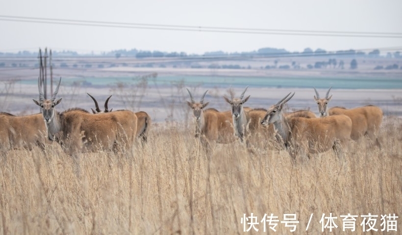 女郎们|生肖羊 性格分析 下（南渝先生）