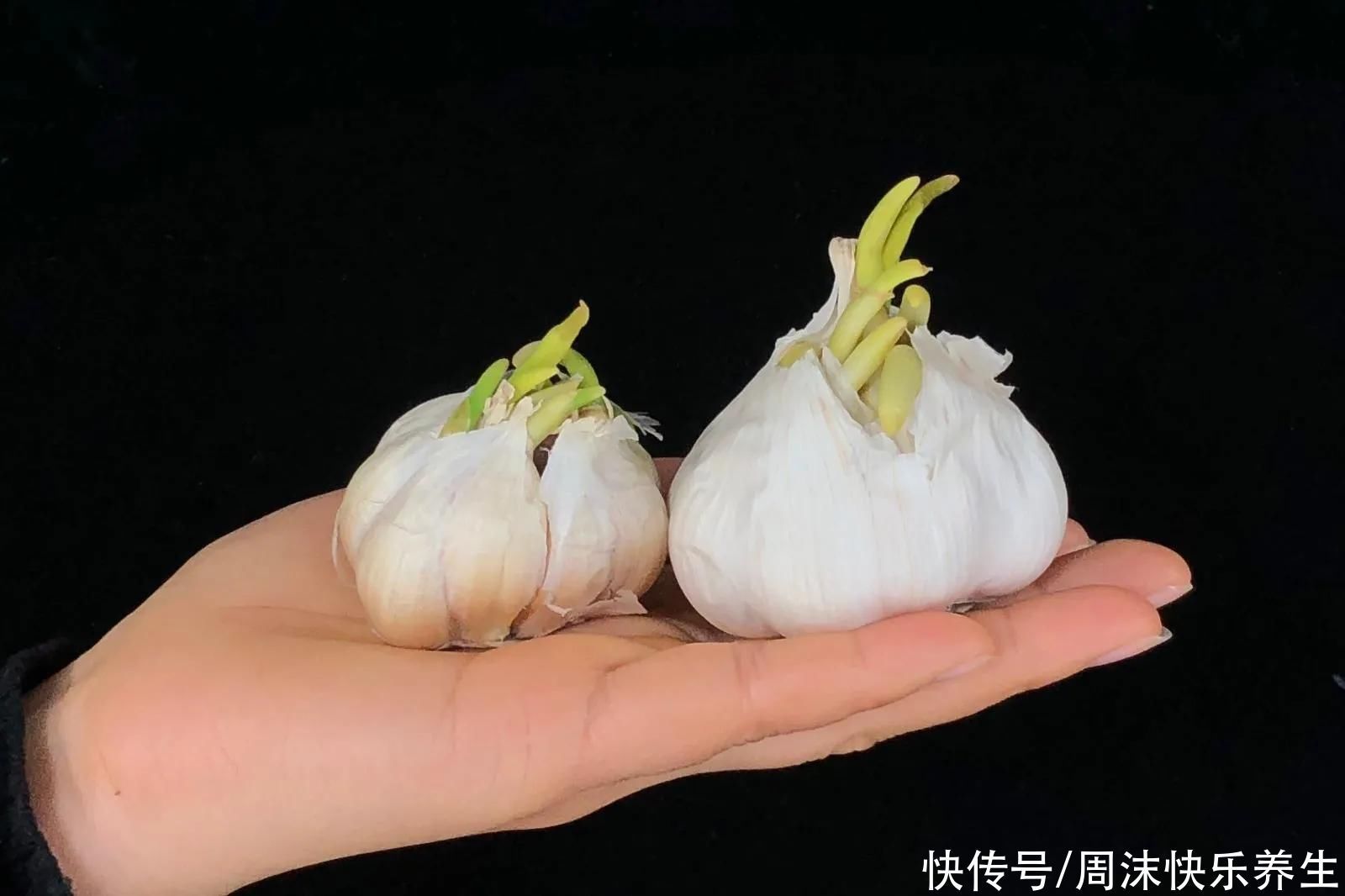 发芽|专家提醒:3种蔬菜发芽后,不仅没“毒”,营养还加倍,别再扔了