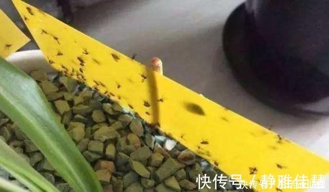 见效|花盆落满小飞虫周围撒点它，3天就见效，小虫死翘翘！
