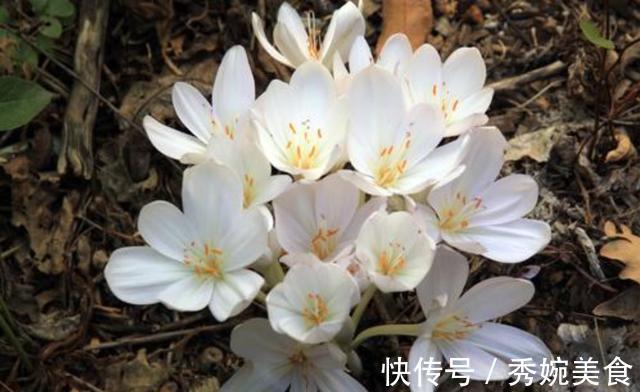 满屋|适合家养的3种花,开花爆盆很容易,满屋都是花香味,谁养谁喜欢
