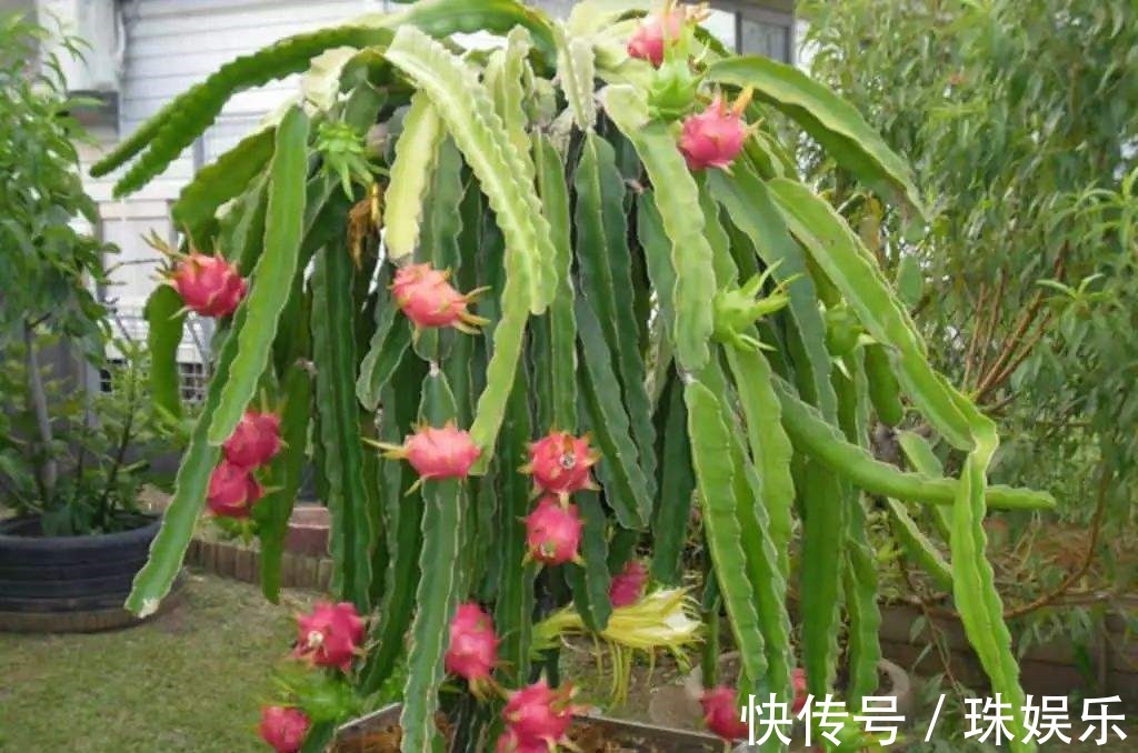 阳台别只种花草,试试种盆栽果树,养护简单易结果,想吃随手摘