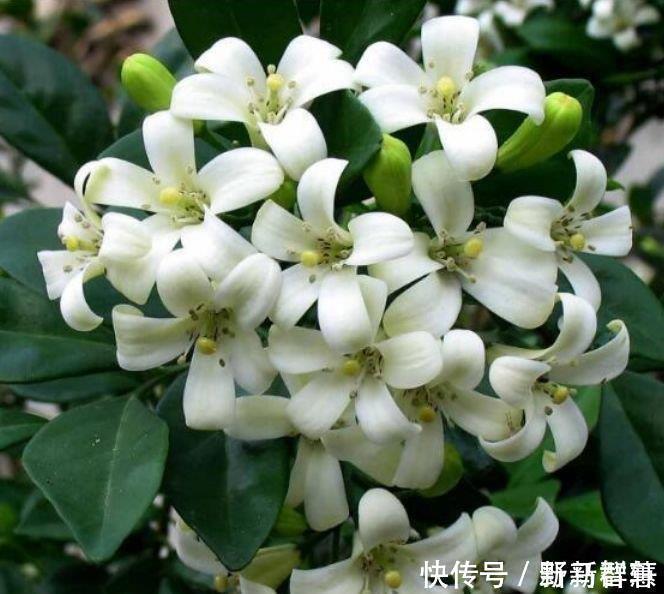 种花|4种花最适合懒人养，不用管也能开花爆盆，一年四季都赏花