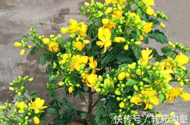 这三种花是秋冬开花王,娇艳漂亮花期又长,理想的居家盆栽