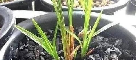 透气|花盆里埋点“它”,不烂根,不黄叶,杀菌消毒还透气,根壮花还旺