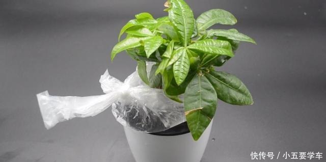 家里有养花的抓紧看看，学会这招，不烂根不生虫，花草越长越茂盛！
