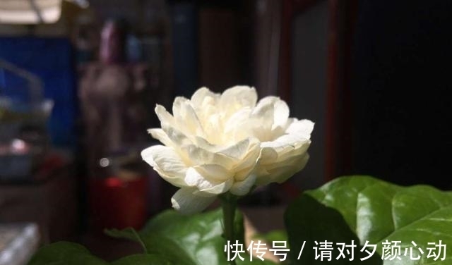 开花|最厉害的促花水,每个月给栀子茉莉喝一碗,顺利开花,香味浓