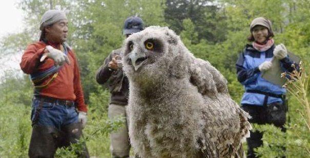 庞大|神雕真实存在,罕见稀有体型庞大,全球还不到一千只