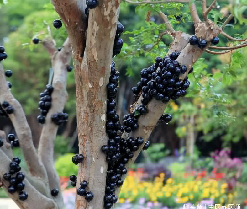 菜花|想长寿全靠吃，好的食物离不开，美容养颜，补益身体，越吃越美