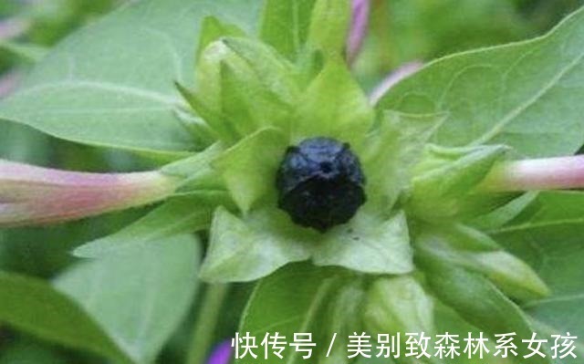植株|路边的草丛里，1种野草珍贵，人称“地雷花”，下次见到别踩踏！