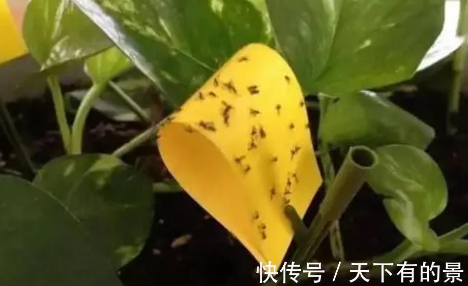 病虫害|养花出现“小黑飞”,4个原因引起,教你小妙招,轻松灭掉又省心