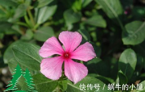 养花试试这几款,阳光愈充足对花的生长越好,秋末可停止施肥