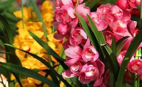 4种富贵花,开花漂亮,养上一盆四季欣赏,好养活还不贵