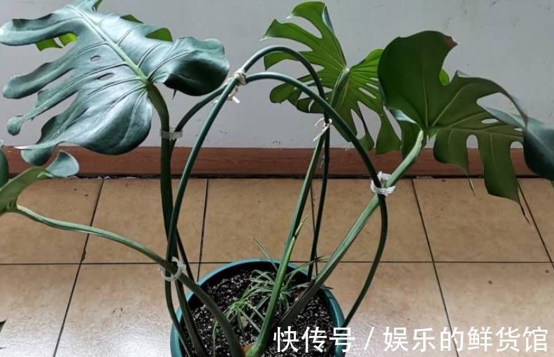 龟背|龟背竹室内盆栽养不好?掌握住这3个技巧,叶子长得比脸盆大