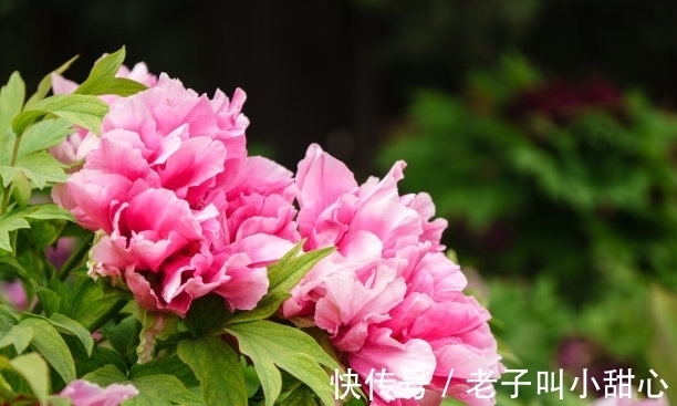 此花是中国花“花王”,花多多姿多彩,也是中国十大名花之一